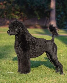 a black poodle standing in the grass