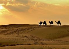 three people riding camels in the desert at sunset