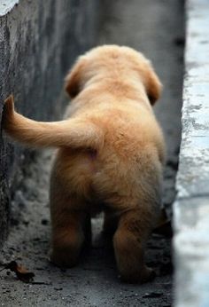 a small brown dog standing on its hind legs next to a wall and looking at the ground