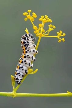 a caterpillar on a plant with yellow flowers