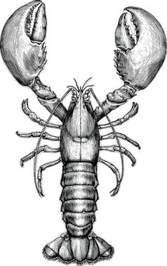 an ink drawing of a lobster with two large claws on it's back legs