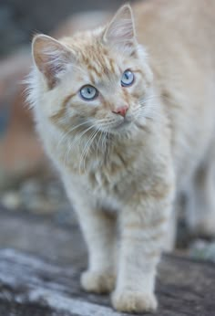 a white kitten with blue eyes standing on a log