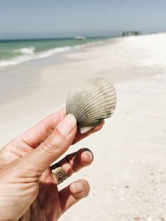 a person is holding a shell on the beach