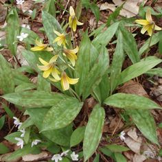 some yellow and white flowers on the ground