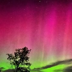 the aurora bore is visible in the sky above some trees and grass, with bright pink and green lights