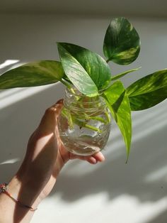 a person holding a plant in a glass vase with water and green leaves on it