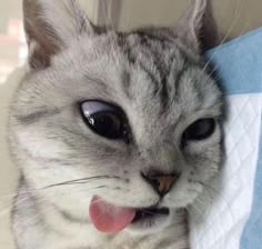 a grey cat with its tongue hanging out