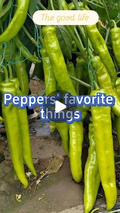 some green peppers are growing in the ground with words above them that read, the good life pepper's favorite things