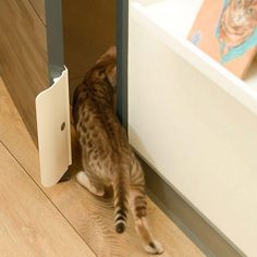 a cat that is standing in front of a door with it's paw on the door handle