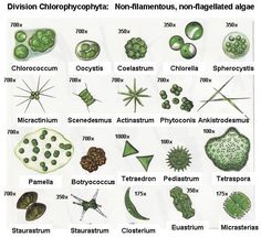 an image of different types of algaes and their functions in the water cycle, including chlorophydra