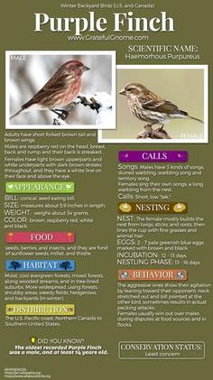 the purple finch website has two birds on it