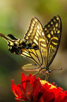 a yellow and black butterfly sitting on top of a red flower with its wings open