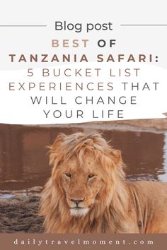 a lion with the words blog post best of tania safari 5 bucket list experiences that will change your life