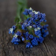 Heavenly Blue Statice - Flowers Seed Starting Indoors, Seeds Planting, Seed Planting, Traditional Flower, Starting Seeds Indoors, Seed Germination, Clear Sky, Hobby Farms, Seed Starting