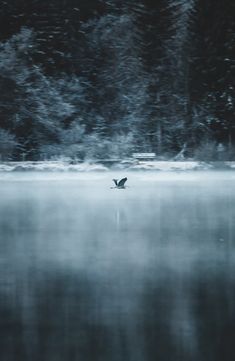 a bird flying over the water in front of trees