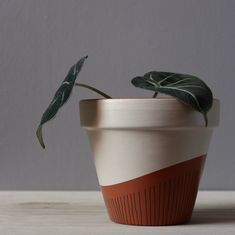 a potted plant with a green leaf in it's center sits on a table