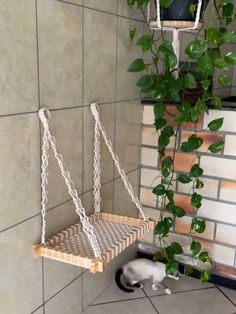 a cat laying on the ground next to a plant and a hanging shelf with two cats in it