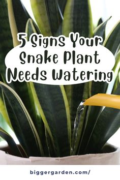 a snake plant with the words 5 signs your snake plant needs watering on it in front of