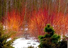 trees with red and yellow leaves in the snow