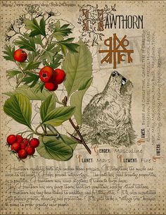 Stary Papier, Nature Witch, Witch Herbs, Magickal Herbs, Green Witchcraft, Magic Herbs, Magical Herbs, Grimoire Book, Book Of Shadow