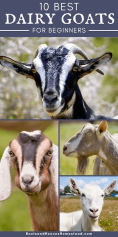 goats and goats with the words 10 best dairy goats for beginners