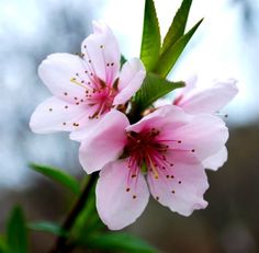 some pink flowers are blooming on a tree branch