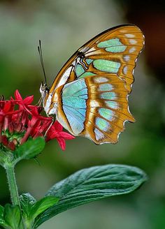 a butterfly sitting on top of a red flower