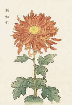 an orange flower with green leaves and chinese writing on the bottom right corner, in front of a white background