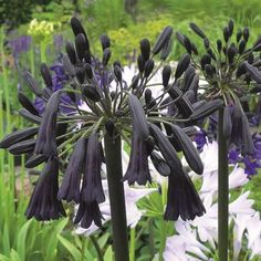 purple and white flowers blooming in a garden