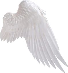 an image of white angel wings flying in the air on a white background for use as wallpaper