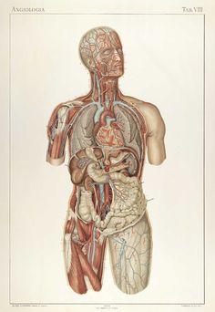 an illustration of the human body and organs