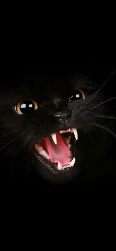 a black cat with it's mouth open and teeth wide open in the dark