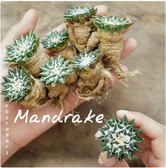 two hands holding small green and white flowers in their palmes, with roots attached to them