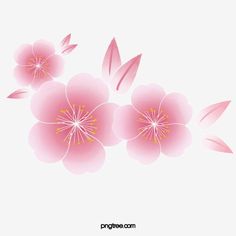 three pink flowers on a white background