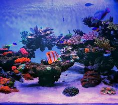 an aquarium filled with lots of different types of corals and other marine life in it