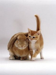 an orange and white cat standing next to a brown rabbit on a white background with one paw in the other's ear