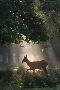 a deer is walking through the woods in the sunbeams on a foggy day