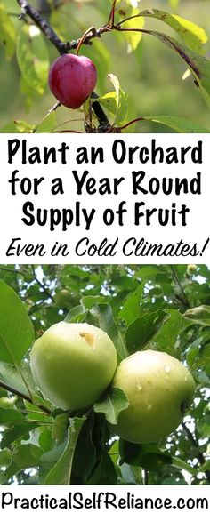 an orchard for a year round supply of fruit even in cold climates - practical self reliance