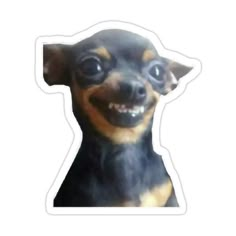 a small dog with big eyes and a smile on its face is shown in the shape of a sticker