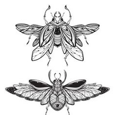 two bugs with wings on white background