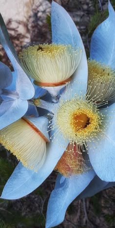 two large blue flowers with yellow stamens