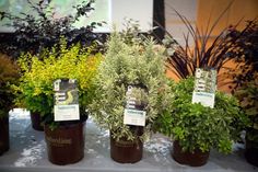 several potted plants are sitting on a table