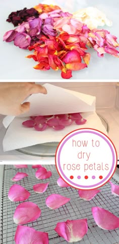 how to make rose petals out of paper and baking sheet on the oven rack with text overlay that reads, how to dry rose petals