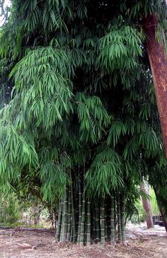 a large bamboo tree with lots of green leaves