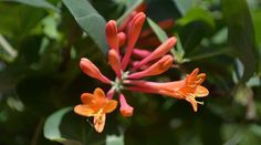 an orange flower with green leaves in the backgrounnd and bright red flowers