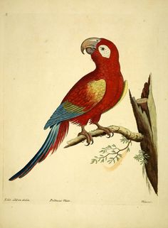 a red parrot sitting on top of a tree branch