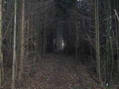 a path in the woods with no leaves on it