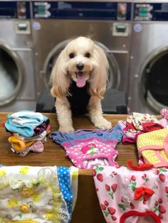 a white dog sitting on top of a wooden table next to clothes and washers