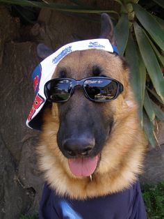 a german shepherd wearing sunglasses and a bandana