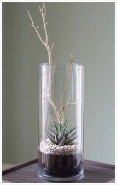 a plant in a glass vase on a table